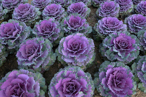 Colorful blooming ornamental cabbage flower (cauliflower) with dew drops in the garden