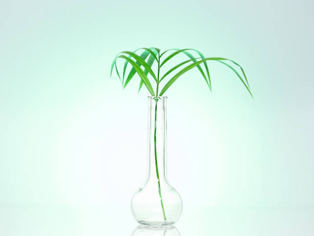 Tropical leaf in test tube on green background stock photo