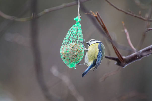 istock Close up of bird perching on bird food 1454825155