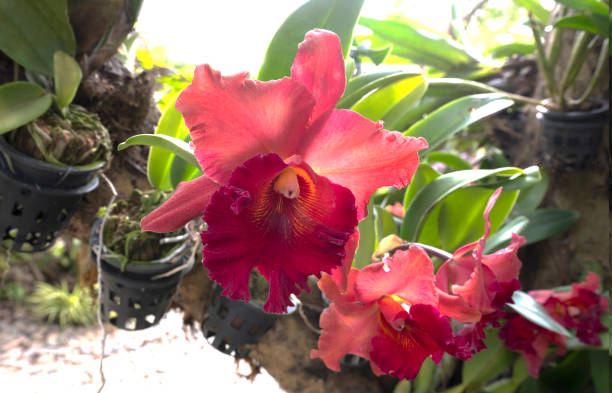 Beautiful pink cattleya orchid flowers  with green leave in the nature , nursery plant Beautiful pink cattleya orchid flowers  with green leave in the nature , nursery plant cattleya magenta orchid tropical climate stock pictures, royalty-free photos & images