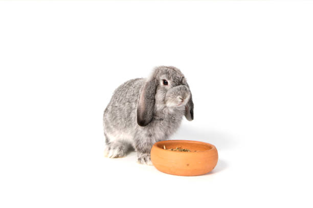 istock Grey baby rabbits eat feed from a plate isolated on white background. 1454825207