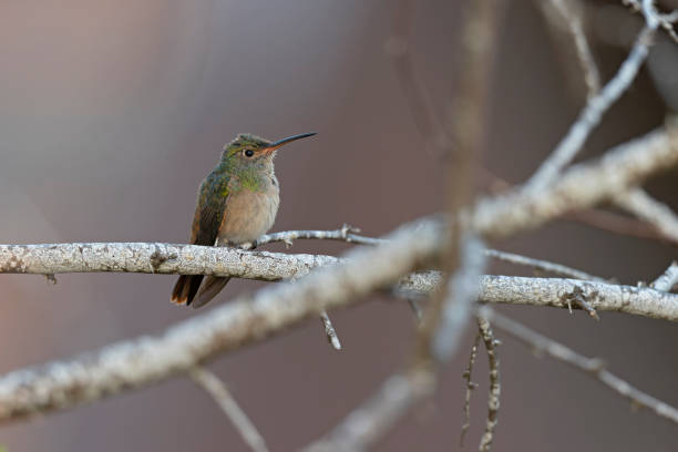 istock A buff-bellied hummingbird (Amazilia yucatanensis) perched on a branch resting. 1454825479