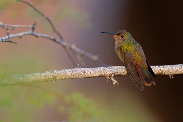 istock A buff-bellied hummingbird (Amazilia yucatanensis) perched on a branch resting. 1454825614