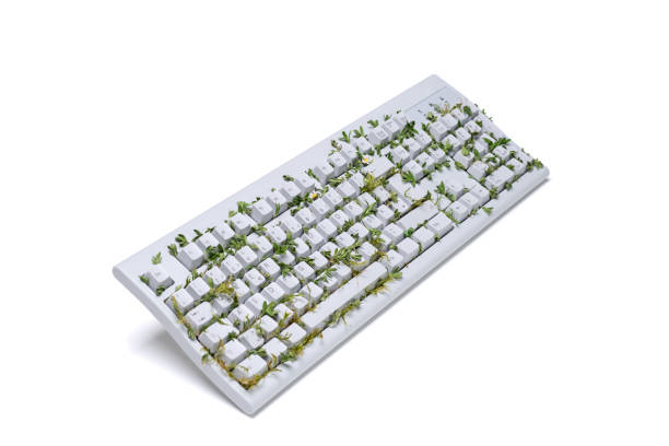 Grass growing in computer keyboard on white background stock photo