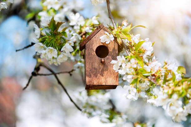 Birdhouse in spring with blossom cherryflower