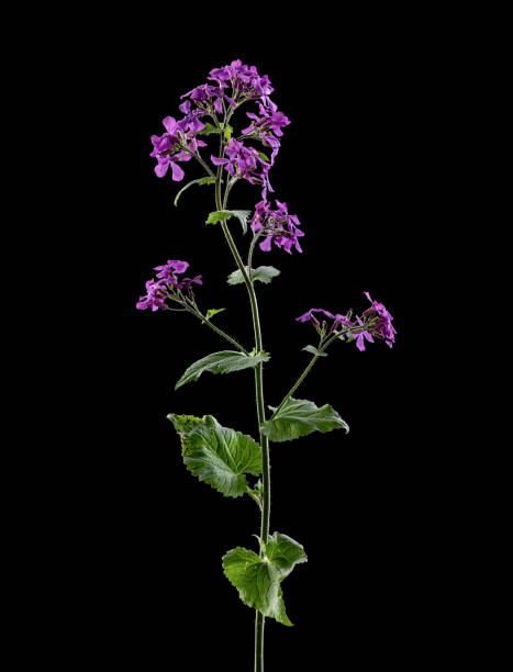 Annual honesty isolated on black background