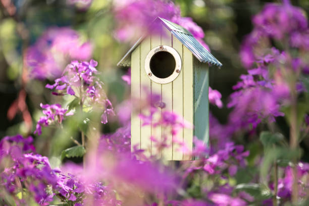 istock Birdhouse in spring with flower 1454826752
