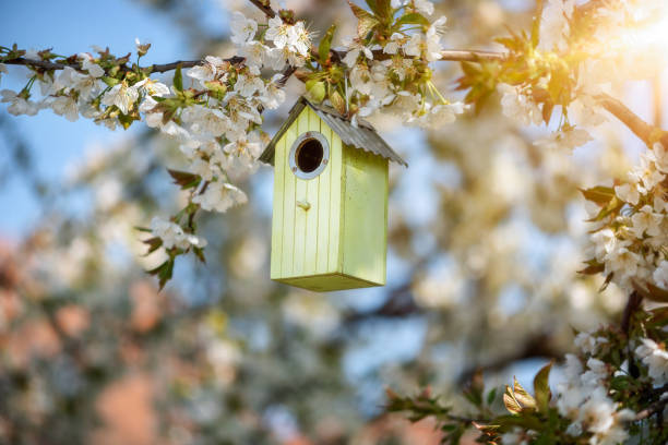 istock Birdhouse in spring with blossom cherryflower 1454826934