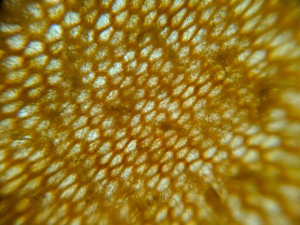 istock Macro of yellow fabric texture 1454827042