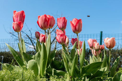 tulips in the garden with sky