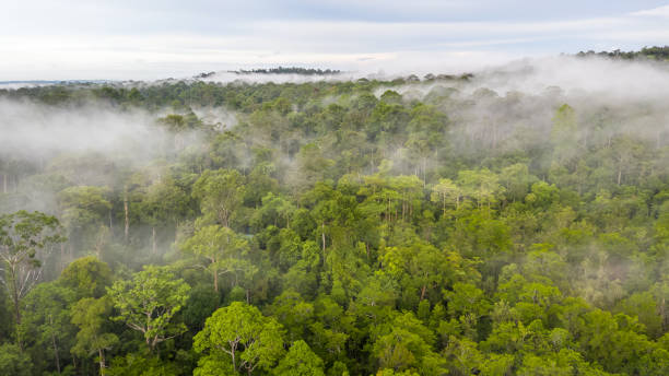 istock Aerial view of the Borneo rainforest. 1454827656