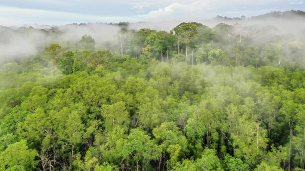 istock Aerial view of the Borneo rainforest. 1454827664