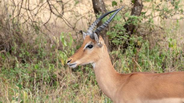 istock Adorable impala in nature in closeuo 1454827846
