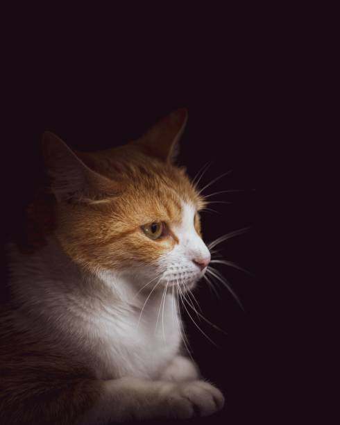 istock Adorable orange and white cat in a dark background 1454827977