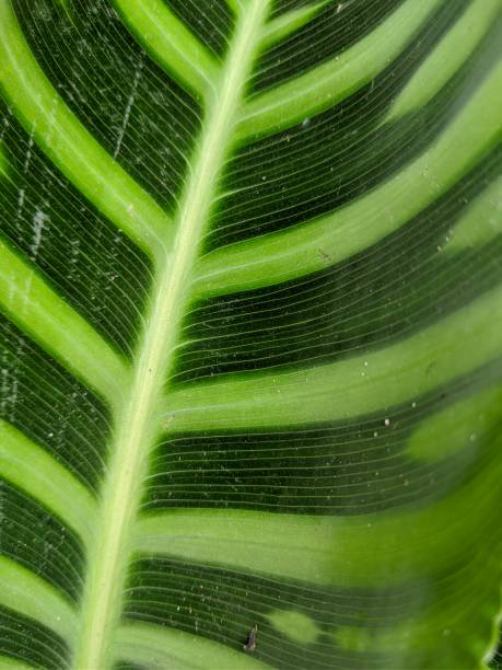 istock Close-up of green taro leaves 1454828406