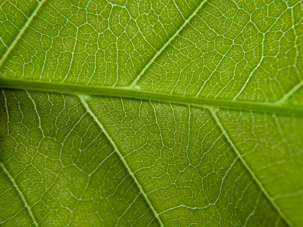 istock Macro of green leaves texture 1454828567