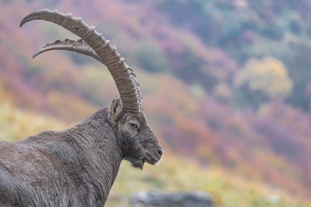 alpensteinbockmännchen mit herbstfarben auf dem hintergrund (capra ibex) - alpensteinbock stock-fotos und bilder