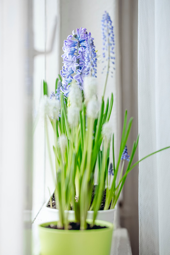 blue spring flowers in a jug on the table. cottage core. Viper's bow or Mouse hyacinth.