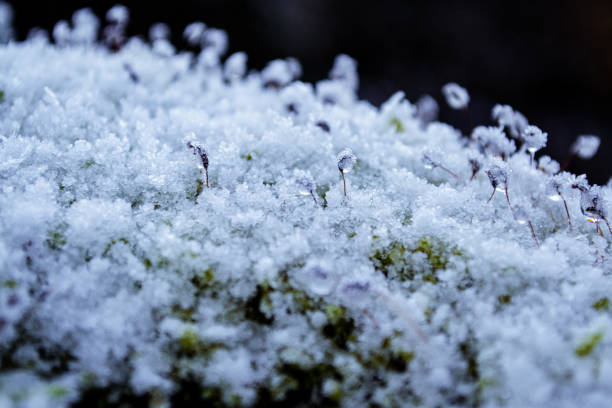 Green winter moss covered with a thin layer of snow