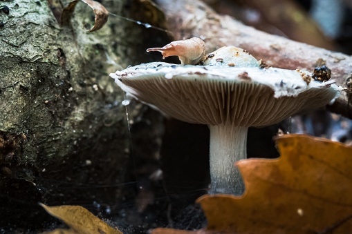 A closeup of Stropharia aeruginosa fungus with blurred background