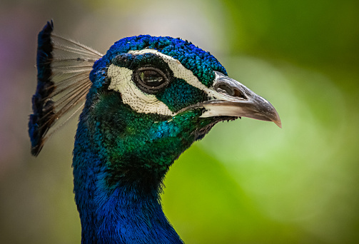 A closeup of the head of a peacock