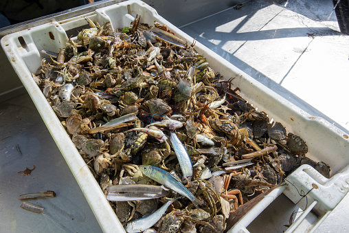 Unsorted catch on a shrimp boat. With shellfish, crab, shrimps and fish.