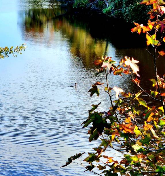 istock Canal Views Water Foul 1454831040