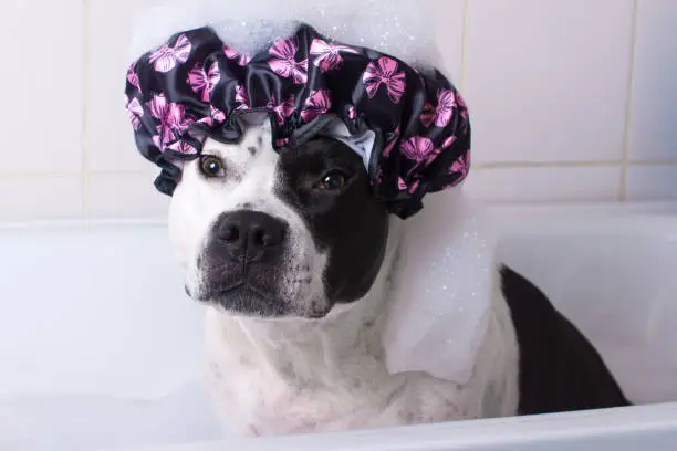 the dog is washing in the bathroom. An animal in a shower cap and with foam on its head