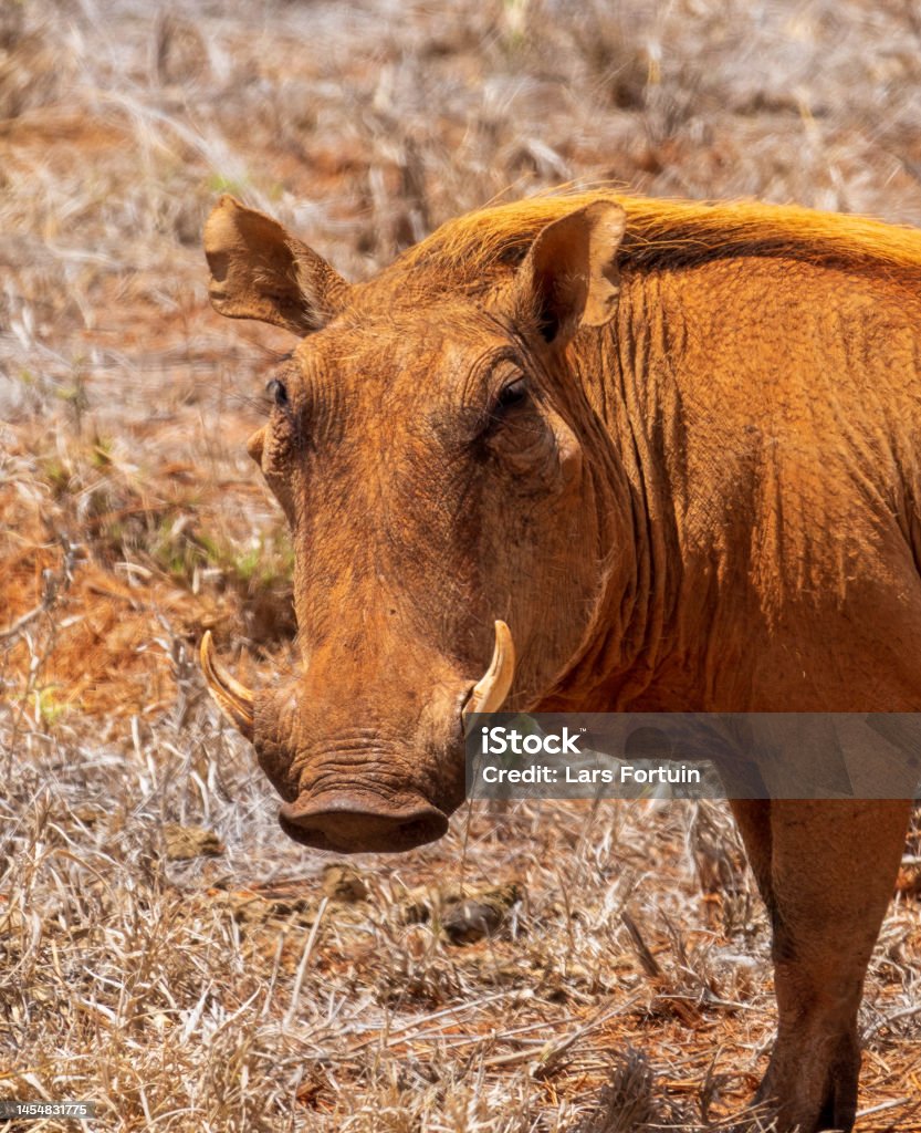 Warthog in Tsavo East Portrait of a warthog looking in Tsavo East Africa Stock Photo