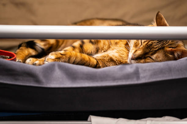 istock Cat travelling by train. Cute cat lying by upper berth. Journey with pet concept. 1454831920