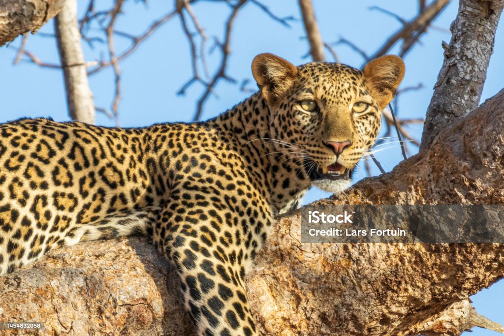 African leopard lying on a branch Closeup of an african leopard lying on a branch looking Tsavo National Park Stock Photo