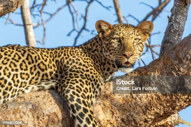 African Leopard Lying On A Branch Stock Photo - Download Image Now - Kenya, Tsavo National Park, Africa