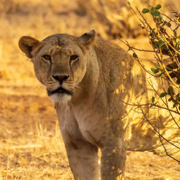 Female lion concerned behind a bush in Tsavo East