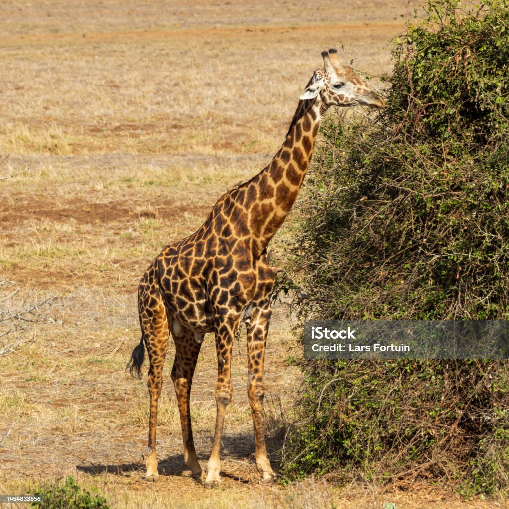 A Masai giraffe eating Masai giraffe standing beside large bush eating Giraffe Stock Photo