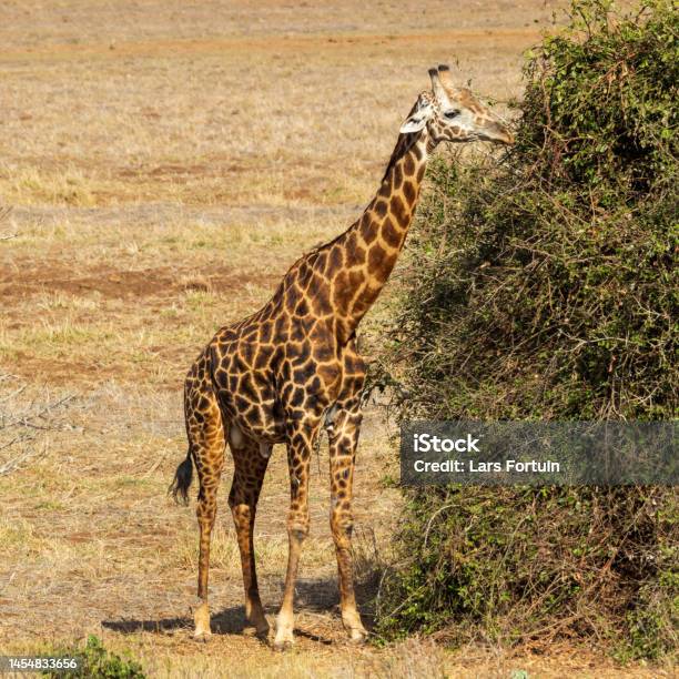 A Masai Giraffe Eating Stock Photo - Download Image Now - Africa, Animal Wildlife, Animals In The Wild