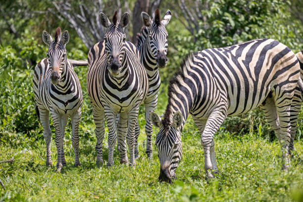 istock Group of zebras showing their stripes 1454833852