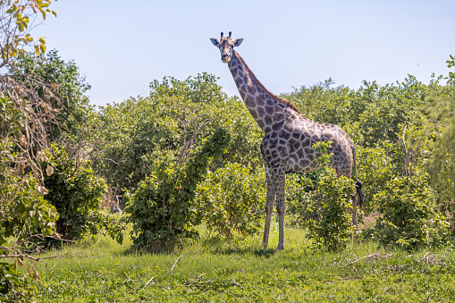 Single male giraffe in a bush area in the Okavango Delta in Botswana