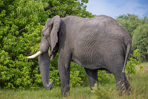 African elephants (Loxodonta) in Zimbabwe
