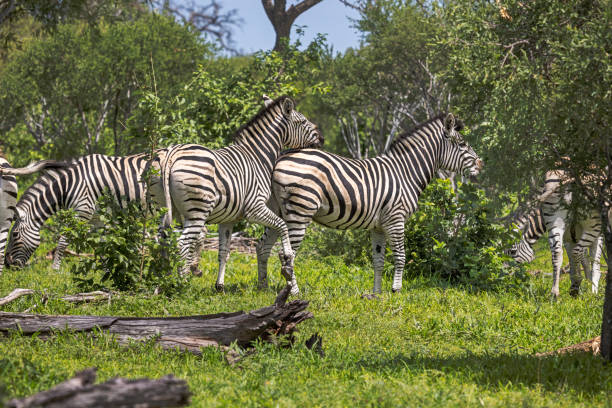 Group of zebras showing their stripe and how they can distract an attacking predator in the open land in the Okavango Delta in Botswana