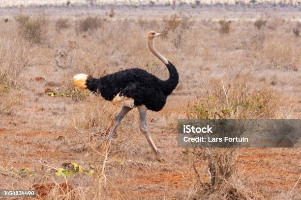 Masai Ostrich In Tsavo East Stock Photo - Download Image Now - Africa, Animal Body Part, Animal Eye