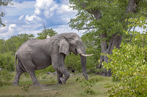 Large male African elephant walking into the open forest or bushveld in the Okavango Delta in Botswana