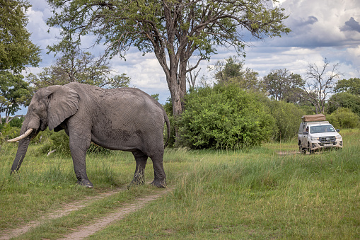Okavango Delta, Botswana - December 17th 2022: Large male African elephant passing a car on a dirt road inside the nature park