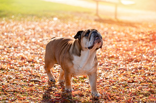 Funny beautiful classic Red English British Bulldog Dog out for a walk looking up sitting in the grass in forest on sunny day at sunset