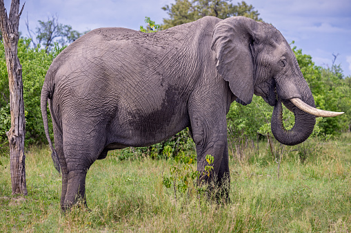 Large male African elephant seen from the side in the open forest called bushveld in the Okavango Delta in Botswana