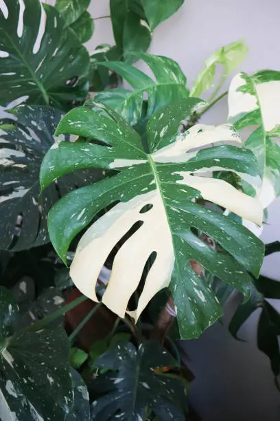 monstera thai constellation or Monstera, Hurricane plant or Swiss cheese or bicolor leaf