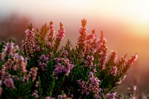 closeup of a flowering heather plant in Yorkshire  landscape at sunset