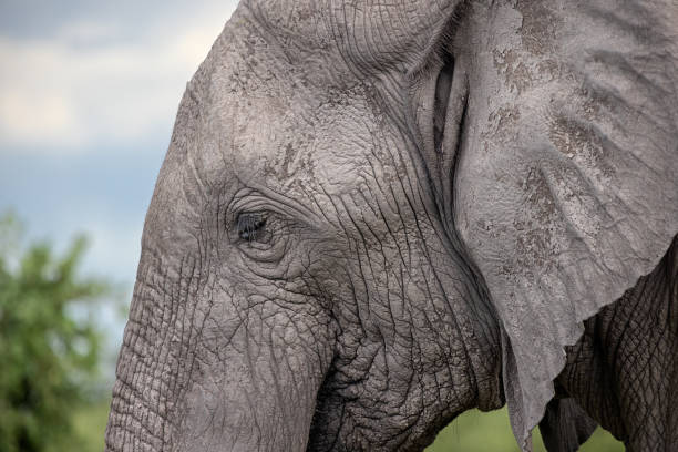 istock African male elephant in profile 1454834874