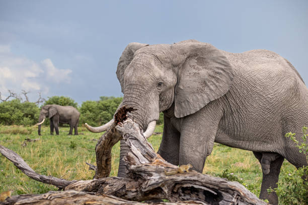 portrait image of an african elephant