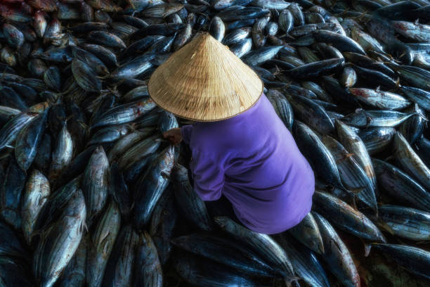 A woman is sorting striped tuna fishes after a fishing trip in Hon Ro dock, Nha Trang city, Khanh Hoa province, central Vietnam