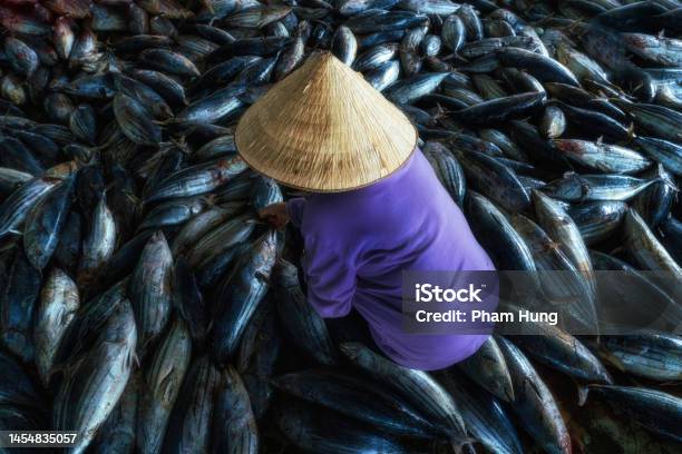 Sorting Striped Tuna Fishes Stock Photo - Download Image Now - Fishing, Fishing Industry, One Woman Only